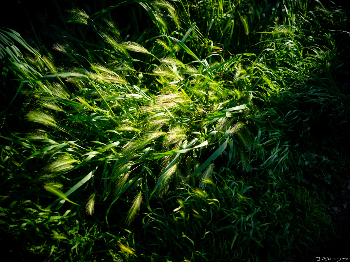 Pretty things that I wanted to take pictures of around Berkeley in 2023.
